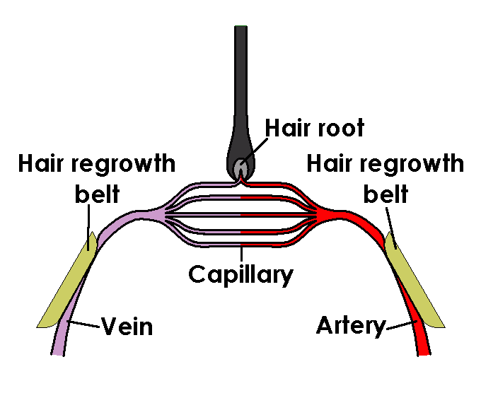 Anime of hair regrowth mechanism